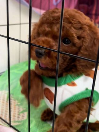 魔童转世~笼子快要关不住了😂#萌宠成长记