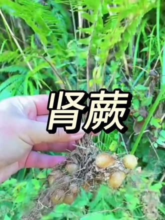 山里会下蛋的蕨类! 山里会结 “小土蛋” 的蕨类 —— 肾蕨,民间又叫蜈蚣草,属于肾蕨科草本植物。
地下块茎含水量高,野外缺水可以临时补水应急;叶片背面孢子囊形似肾脏,因此得名肾蕨。
《福建药物志》有相关草本史料记载,文中记录的旧时民间应用仅作传统植物文化科普,不代表可自行采摘使用调理身体。草本使用需专业医师指导,身体不适请及时就医。
NASA 相关研究表明肾蕨可吸附甲醛、苯、二氧化硫与空气中粉尘,作为室内盆栽观赏、净化空气都很合适。
⚠️温馨提示:野生植物请勿随意采摘食用,内容仅植物科普,不构成用药建议。#农村 #小知识 #本草 #肾蕨 #植物百科