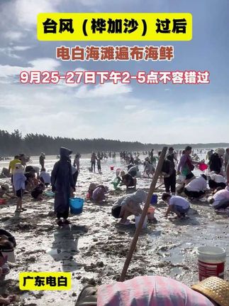 台风(桦加沙)过后,不出意料电白海滩(9月25-27日)遍地是海鲜,大家记得过来看看咯#渔民生活 #台风后捡海鲜 #赶海生活