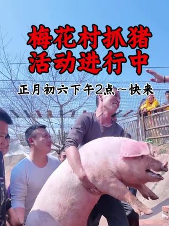 下午两点~抓猪啦抓猪过年啦。
快来梅花乐园~等你们哟#抓猪活动