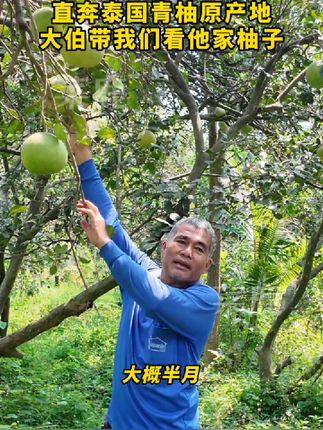 泰国青柚在安帕瓦热带阳光和充沛雨水的滋养下,经过约6-8个月的生长周期,果肉逐渐积累糖分和水分,成熟后的青柚口感脆嫩、酸甜多汁,风味最为浓郁。#泰国青柚 #柚子 #热带水果 #优质农产品 #水果自由