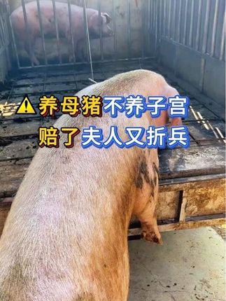 养母猪不养子宫,赔了夫人又折兵#母猪 #自繁自养 #养猪