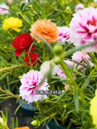 #太阳花 #爱生活爱养花 #花卉绿植 #重瓣太阳花 #好看的花一定要分享给你