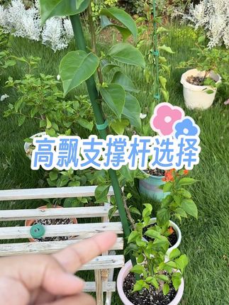 三角梅高飘支撑杆选择,三角梅高飘造型#三角梅#高飘三角梅 #三角梅支撑杆