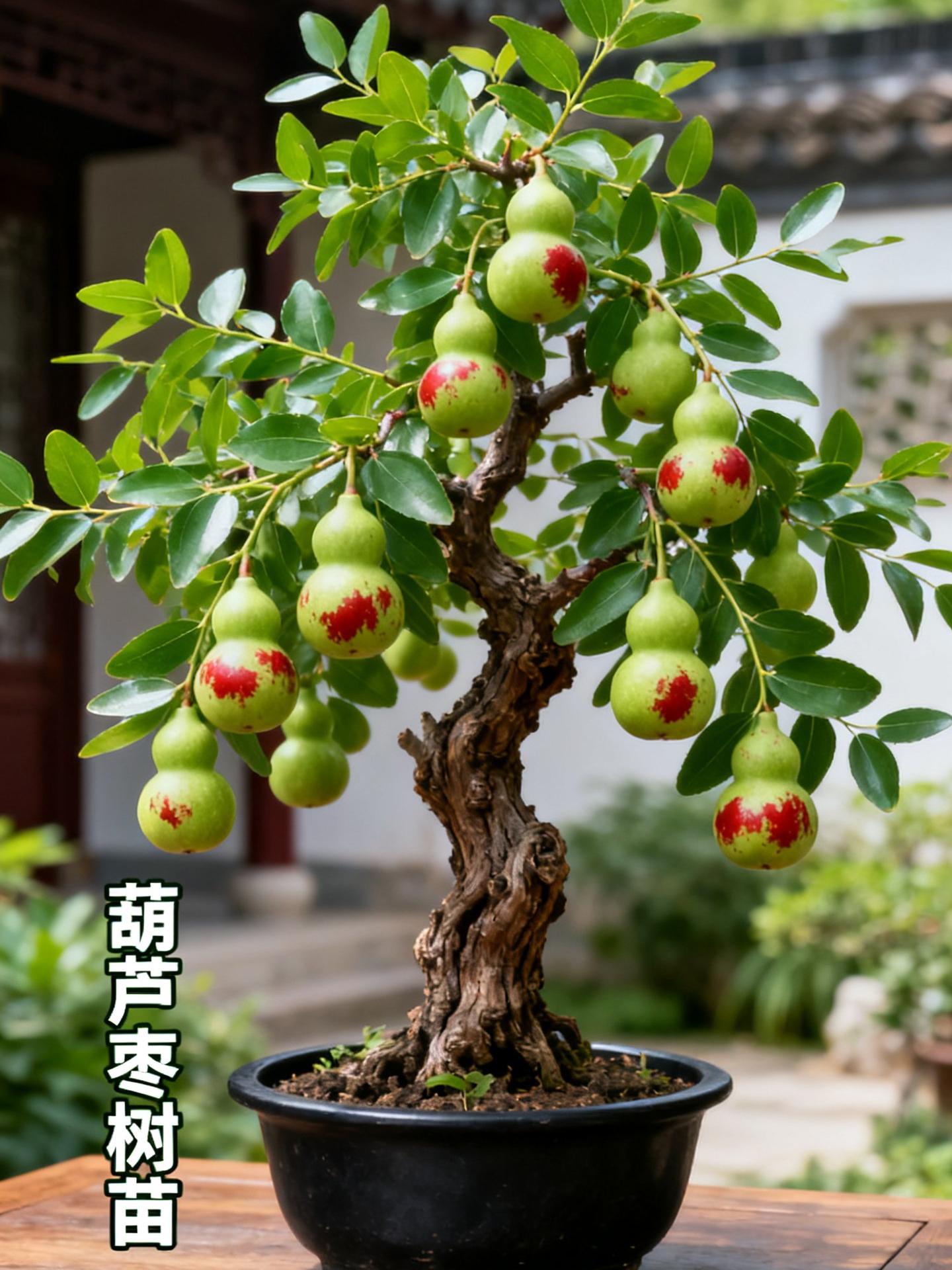 葫芦枣#新农人计划 #优质农产品 #上热搜 #新农人计划 #三农种植