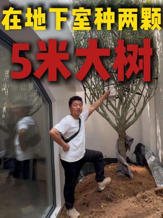 在地下室种了两棵五米的大叔#栀子花 #地下室 #地下室景观 #园林景观
