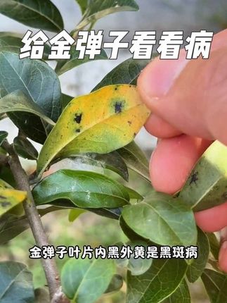 教你给#金弹子 看看病,夏季轻松养好金弹子,#金弹子盆景养护方法 #病害防治 #花病康