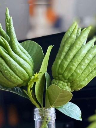 佛手柑鲜切果鲜花