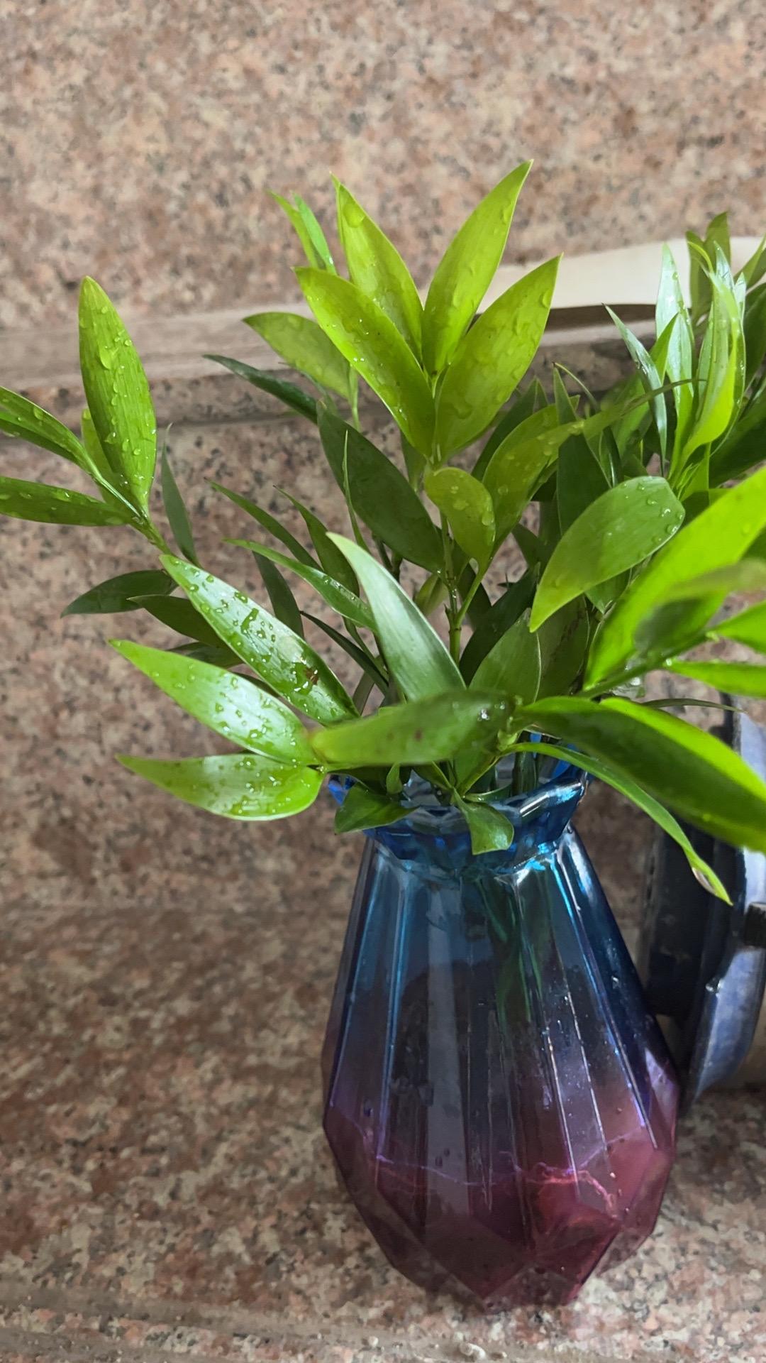 强烈推荐,物流包装:完好无缺 新鲜度:高 非常适合家居环境使用,值得购买#我在抖音买买买