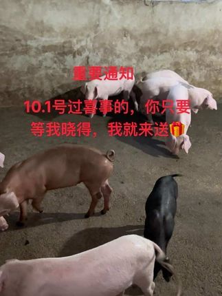 人情世故,礼上往来,还是要有,虽然送不起好多,人到人情到,十根手指有长短,荷包也有大小,能力有限,对不起各位东家老板啊#热点 #农村 #养猪人不容易 #养猪人 #三农养殖业