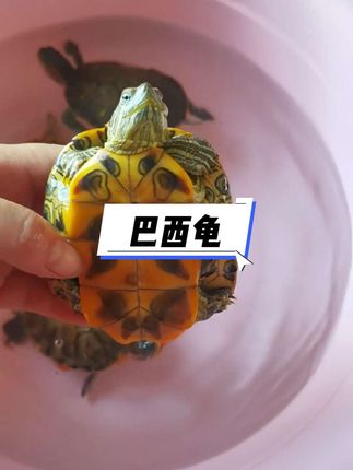 黄金招财龟 别犹豫,赶紧接下这波财运,点赞收藏,让黄金招财龟住你家,今年只进不出,富贵挡不住,#招财进宝 #黄金龟 #财运爆棚 #好运连连#无限回购的宝藏单品
