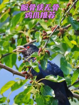 #啊七甄选坊 推荐脱骨侠无骨鸡爪!去骨留筋,开袋即食,尤其是鸡拐拐吃着咯吱咯吱的简直不要太过瘾!#脱骨侠无骨鸡爪 #酸辣无骨鸡爪 #解馋小零食推荐 #上热门