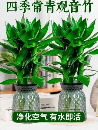 观音竹水培植物盆栽客厅办公室富贵竹水养绿植#水培植物 #观音竹#富贵竹#室内绿植 #绿植