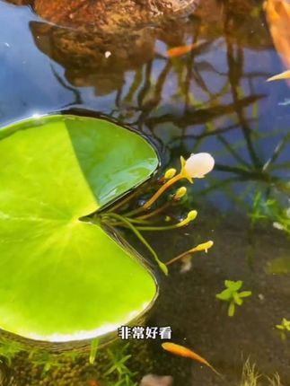 #一叶莲 #水培植物 #花卉绿植 #爱生活爱养花 #鱼缸里的大自然 @巨量千川 @DOU+上热门