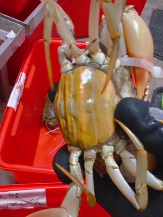 秋风未起 蟹已很肥 一年只卖这一季,一季只吃这个味,#青蟹 #鲜活海鲜 #螃蟹 #膏蟹 #顺丰