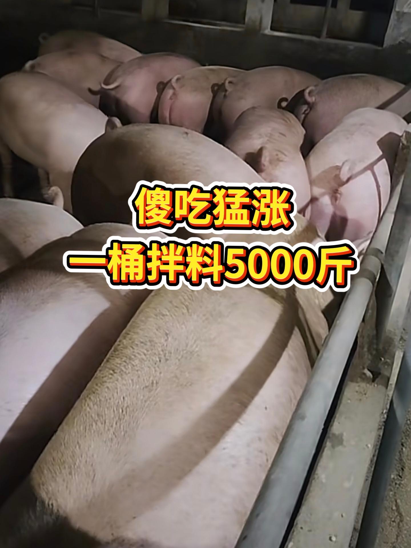 #养猪人 #养猪人加油干 #养好猪 #养猪人不容易 #养猪人加油