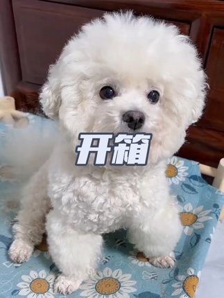 给泰迪和比熊梳毛好用的梳子很关健! 这款梳子好用还不贵,我一直在用!真挺好!#萌宠好物#梳子#犬猫通用#好用 #推荐