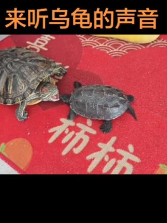 乌龟生气时会发出声音 一大早的,墨龟找巴西求偶,巴西张嘴警示并发出声音攻击!咱就说,这墨墨能不能消停点#爬宠日常 #养龟日常 #乌龟的叫声#乌龟的叫声