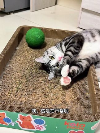 宠物用品赛道文案素材 - 俘获宠物猫薄荷 俘获宠物猫薄荷#养宠好物分享 #猫薄荷#俘获#科学养猫#新手养猫 - 暹罗猫可乐雪碧作品
