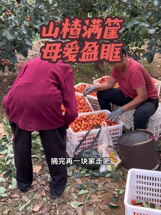 农忙秋收,忙得忘了时辰。山楂红透,我们也顾不上饥肠辘辘。母亲提着吃的出现在田埂那头,一如儿时,嘴里念叨着,再忙也得吃饭。瞬间破防,原来,我们长得再大,在母亲眼里,也还是那个会饿肚子、需要她惦记的孩子#抖音记录美好生活#抖音新农人