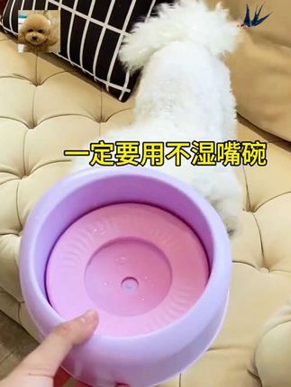 养宠多年才发现,选对水碗比选粮还重要!这款悬浮水碗简直是“洁癖铲屎官救星”!#宠物用品#狗狗不湿嘴碗#悬浮水碗#漂浮水盆#防打翻水碗
