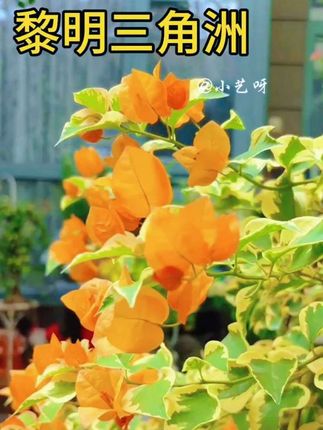 第一次看见它的时候,就深深的被它吸引住了 #三角梅 #黎明三角洲三角梅 #好看的花一定要分享给你 #花卉绿植 #院子的梦想