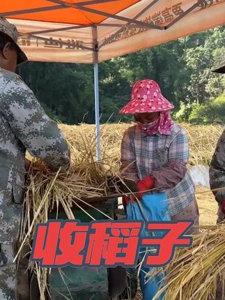 从来没见过版纳人是这样收稻子,最原始的方式,把安朱累坏了 #vlog日常 #我的乡村生活 #丰收季 #安朱 #水稻