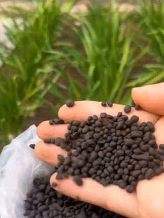 想要葱姜蒜长得好,选对肥料是关键 # 葱姜蒜专用肥 肥效持久温和不伤苗,不干尖不黄叶,促进生长,根粗苗长势旺盛,#有机肥 #蔬菜种植 #大蒜种植#施肥