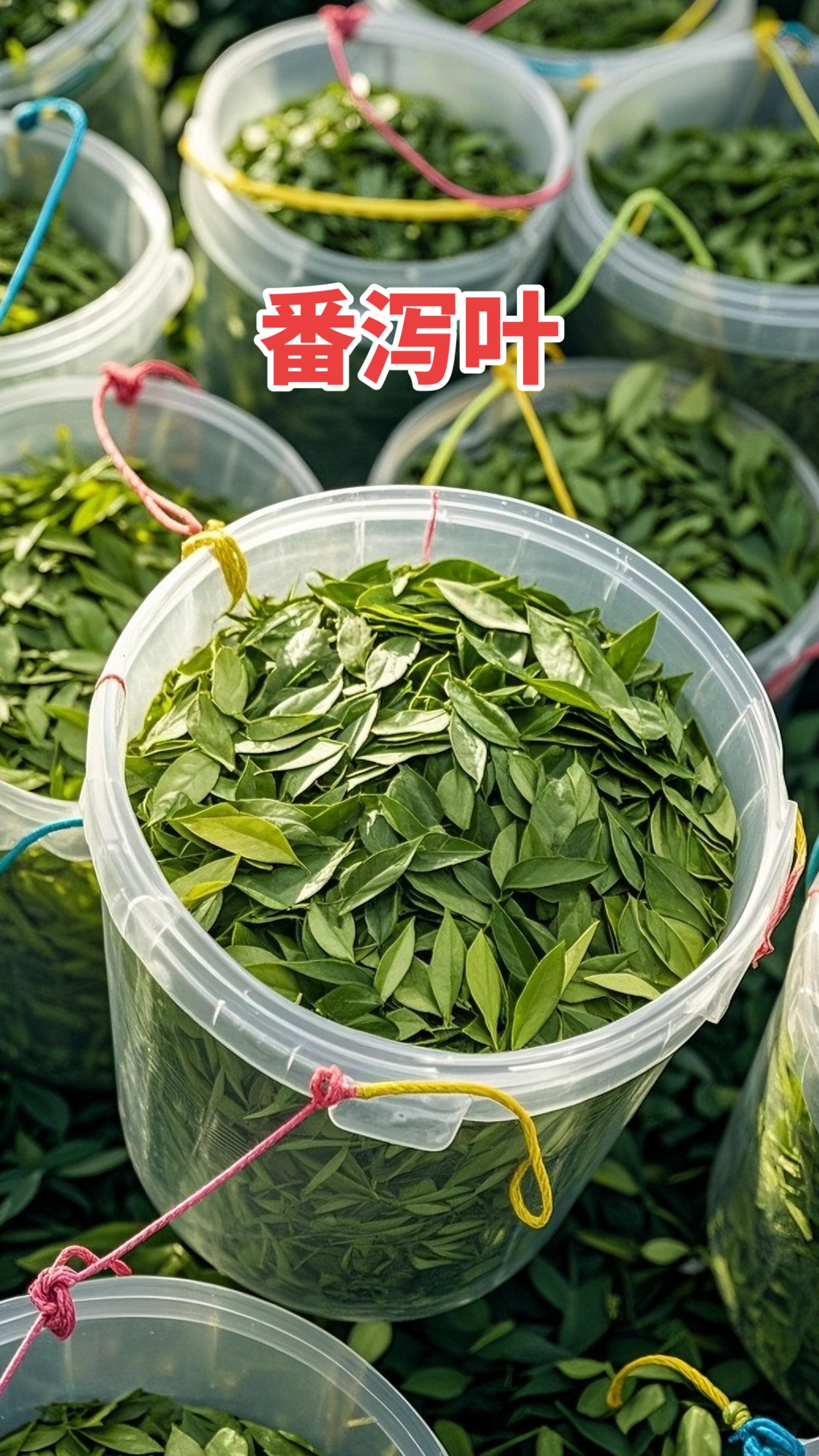 #茶生活 #番泻叶 #番泻叶茶 #今天你喝茶了吗