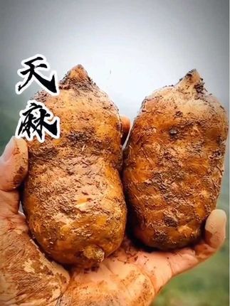 #天麻鸽子汤#天麻里含有多种人体所需的微量元素#身体虚弱乏力建议多吃天麻#