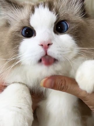谁要来亲亲这个臭嘴 #云撸猫 #小猫咪怼脸杀 #吧唧嘴的猫