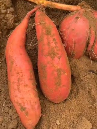 #红薯宝宝#红薯高产种植 #种植小技巧 #农业种植