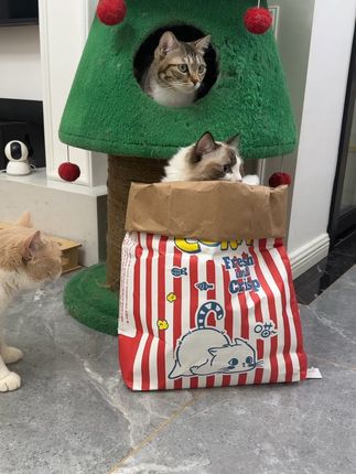 没有猫咪能忍住不钻这个牛皮纸袋的吧 #猫窝#猫玩具 #养猫人