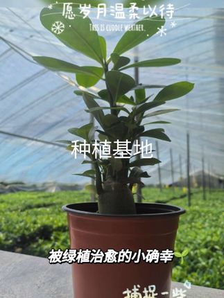 #种植基地 #盆栽种植
