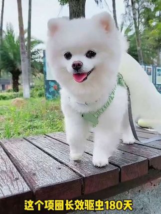 狗狗项圈香茅精油安全猫咪颈圈幼猫脖圈宠物脖圈中小型犬小猫项圈#萌宠推荐官 #宠物知识 #宠物用品
