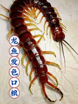 龙鱼发色的“猛料”秘籍!老玩家都在藏   还愁龙鱼发色慢、鳞片没光泽?试试这招老玩家私藏技巧——喂蜈蚣!   蜈蚣含天然活性物质,能帮龙鱼激发鳞片光泽,红尾更红、金质更纯。但一定要处理干净:醋水泡几分钟去毒液,再剪去毒腺部分,35cm以上的龙鱼才能喂哦。   看这抢食的劲儿!吃完整条鱼鳍舒展,状态直接拉满。记住只能当零食,别喂太多,搭配稳定水质和光照,发色效果更惊艳~   养出渔场级龙鱼的关键,这口“营养餐”可得拿捏好!#毛孩子的日常 #万能的抖音 #蜈蚣 #龙鱼口粮 #龙鱼发色蜈蚣