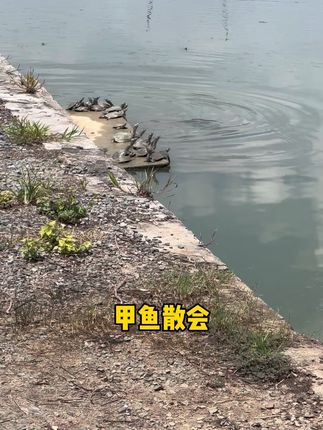 甲鱼散会,#甲鱼 #汉寿甲鱼 #禾田甲鱼