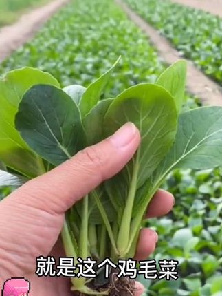 这一款非常适合新手懒人种植的蔬菜,它就是鸡毛菜,不用育苗,不用移栽,撒上种子浇浇水,一长就是一大片,二十多天就可以采收,一年四季均可种植,喜欢的赶紧安排起来吧#家庭种植 #在家种菜 #种菜小技巧 #种菜