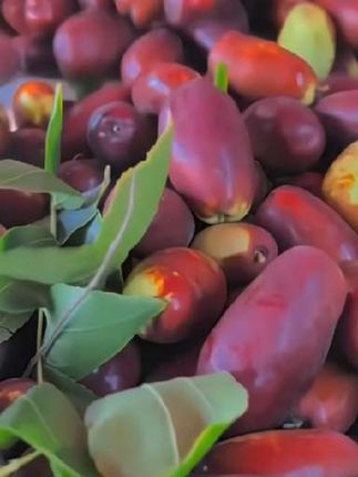 #宁夏灵武长枣 #灵武长枣#现摘现发