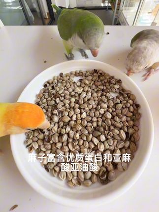 麻子蛋白质高,含有亚麻酸和亚油酸增肥又美毛#鹦鹉麻子 #鹦鹉纸壳麻子 #鹦鹉互动零食 #鹦鹉奖励零食 #鹦鹉增肥零食