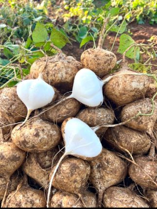 #上热门 贵州地萝卜凉薯地瓜清甜可口汁多水足#地萝卜