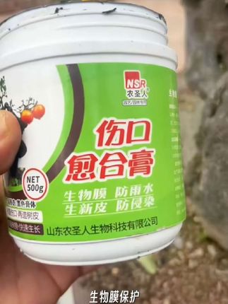 #盆景养护技巧