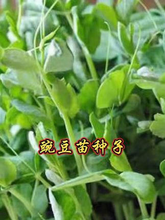 无须豌豆苗种子专吃豌豆尖四季芽苗菜甜豌豆种子阳台盆栽农家蔬菜#豌豆苗种子