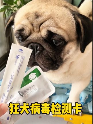 怎么知道家里的猫狗有没有狂犬病毒?在家就能检测#新手养狗 #狂犬病毒检测卡 #萌宠好物 #狂犬病