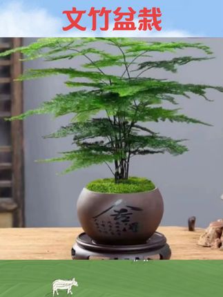 #文竹盆栽 文竹盆栽室内小绿植竹子盆景客厅办公室桌面高级四季花盆#文竹盆栽推荐 #文竹绿植 #室内绿植 #好物推荐🔥