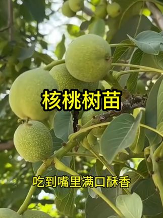 【2-3年苗买1送1】核桃苗8518嫁接苗特大薄皮核桃树苗南北方种植#薄皮核桃树苗