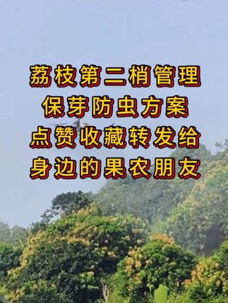 #荔枝#荔枝管理技术 #荔枝壮梢#壮梢郎#果树管理