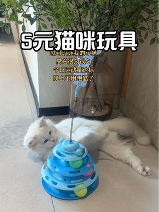 5块钱玩具已经让我的小猫疯狂近2个月了,从小猫已经变成中猫了,真是太值了#养猫的乐趣 #宠物玩具 #逗猫神器
