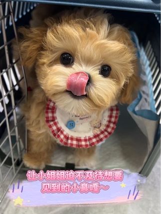 让小姐姐心心念念的小鼻嘎要去享受幸福咯~#不养狗不知道养狗的乐趣 #马尔泰 #萌宠出道计划 #这只狗狗是懂点功夫的