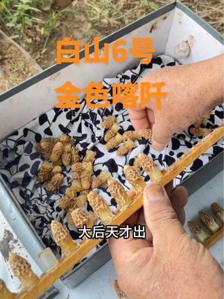 明天可以意蜂金黄色,白山6号,外界有零星蜜源很适合蜂王交尾#养蜂人 #养蜂日记 #蜂王 #意蜂王